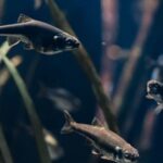 Aquarium of Lyon ticket - Tropical fish with plenty of character