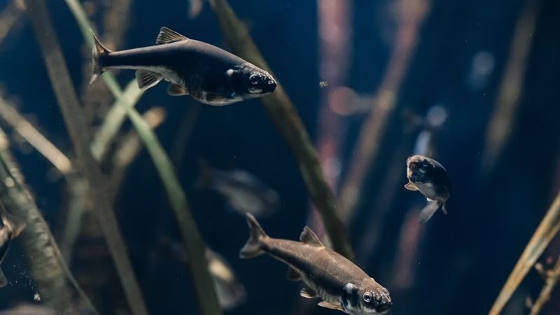 Aquarium of Lyon ticket - Tropical fish with plenty of character