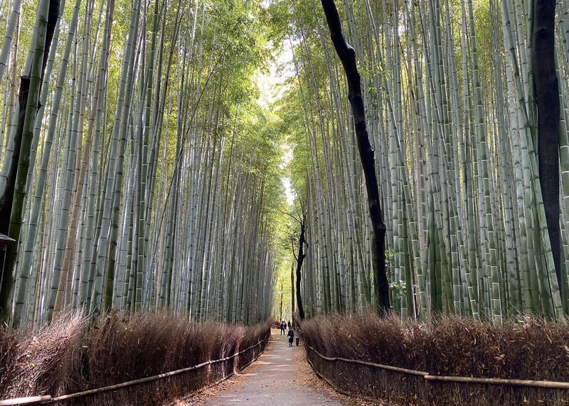 Arashiyama 3-Hour UNESCO Site & Monkey Park Tour - A quiet shrine offers a change of mood