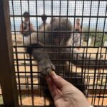Arashiyama Bamboo Forest Half-day Temple & UNESCO site Tour - What the bamboo forest is like to explore