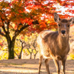 Arashiyama Bamboo Forest & Nara Park Deer & Fushimi Inari Shrine Torii Gate Day Tour (Departing from Osaka/Kyoto) - Nara Park: deer encounters, with room for a temple detour