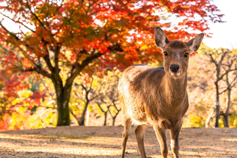 Arashiyama Bamboo Forest & Nara Park Deer & Fushimi Inari Shrine Torii Gate Day Tour (Departing from Osaka/Kyoto) - Nara Park: deer encounters, with room for a temple detour