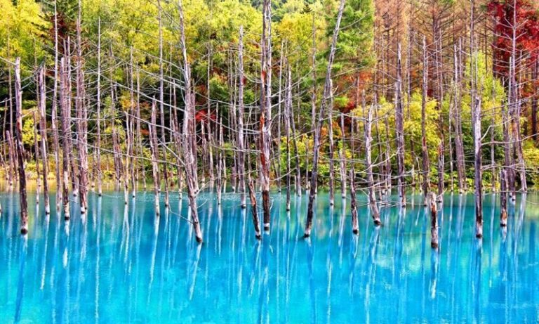 Asahiyama Zoo & Farm Tomita Full-Day Nature Tour - Asahiyama Zoo: plan your priorities before arrival