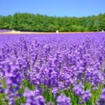 Asahiyama Zoo & Furano Biei Blue Pond Tour - Blue Pond’s color is a brief, memorable stop