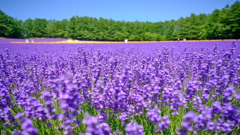 Asahiyama Zoo & Furano Biei Blue Pond Tour - Blue Pond’s color is a brief, memorable stop