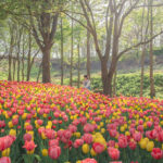Asan Flower Festival & 500-Year-Old Oeam Folk Village Day tour - Pinnacle Land: flowers, walking paths, and a West Sea view