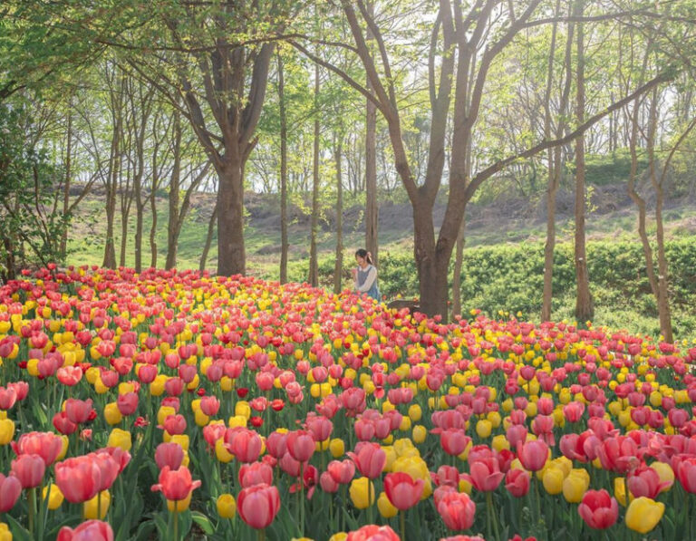 Asan Flower Festival & 500-Year-Old Oeam Folk Village Day tour - Pinnacle Land: flowers, walking paths, and a West Sea view