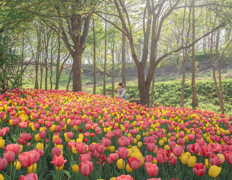 Asan Flower Festival & 500-Year-Old Oeam Folk Village Day tour - Pinnacle Land: flowers, walking paths, and a West Sea view