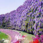 Ashikaga Flower Park & Sano Outlets Full-Day Private Tour - Making the most of Ashikaga Flower Park