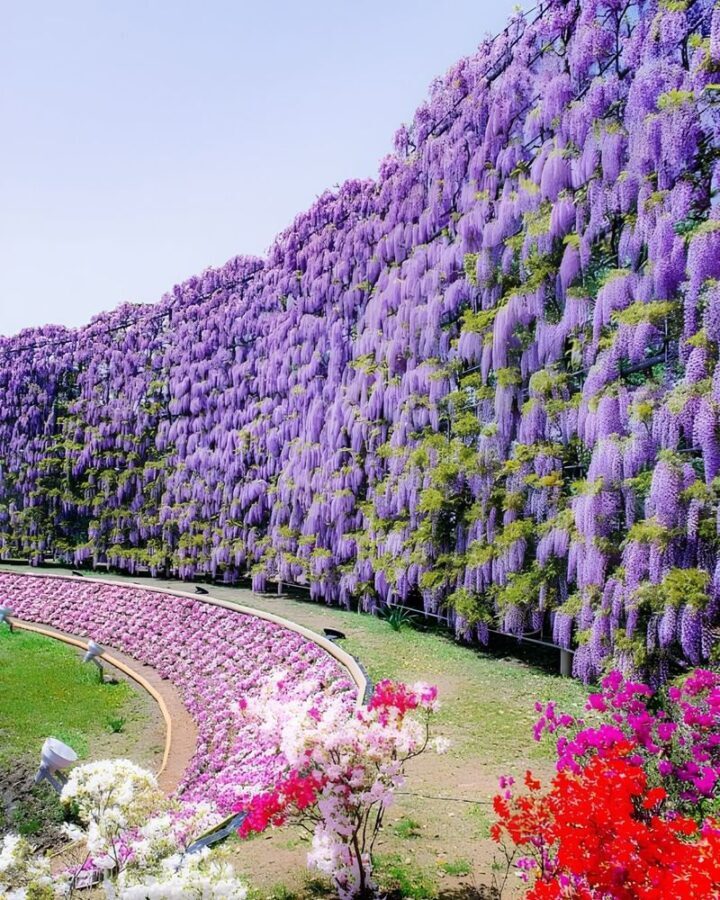 Ashikaga Flower Park & Sano Outlets Full-Day Private Tour - Making the most of Ashikaga Flower Park