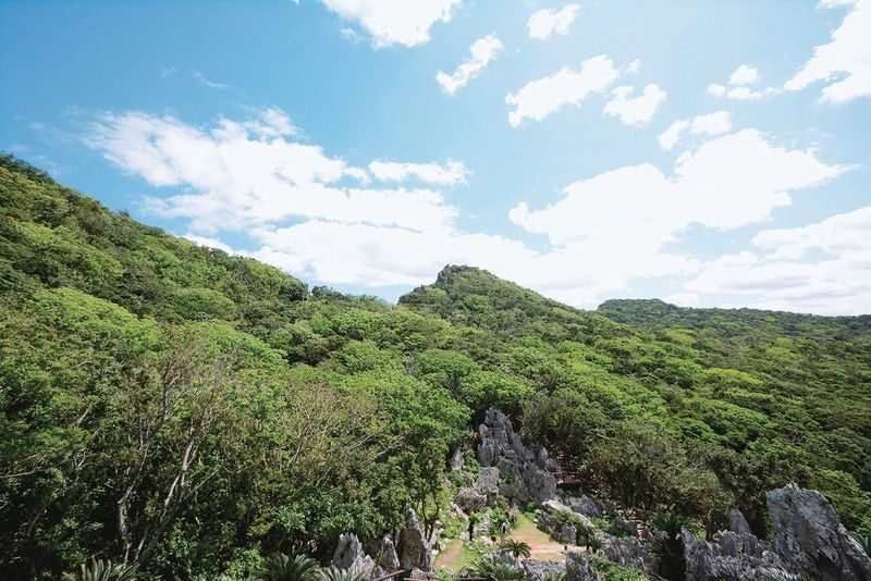 Asmui Hikes Admission in Okinawa - Following the trails through cycads and banyans
