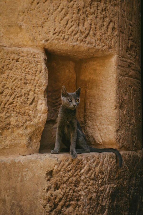 Aswan Abu Simbel & MS Semiramis II Nile Cruise Private Tour - Aswan on day one: useful time, if you plan it