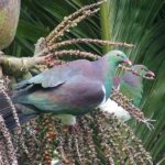 Auckland Coast and Rainforest Day Tour - City Views, Then the Tasman Sea