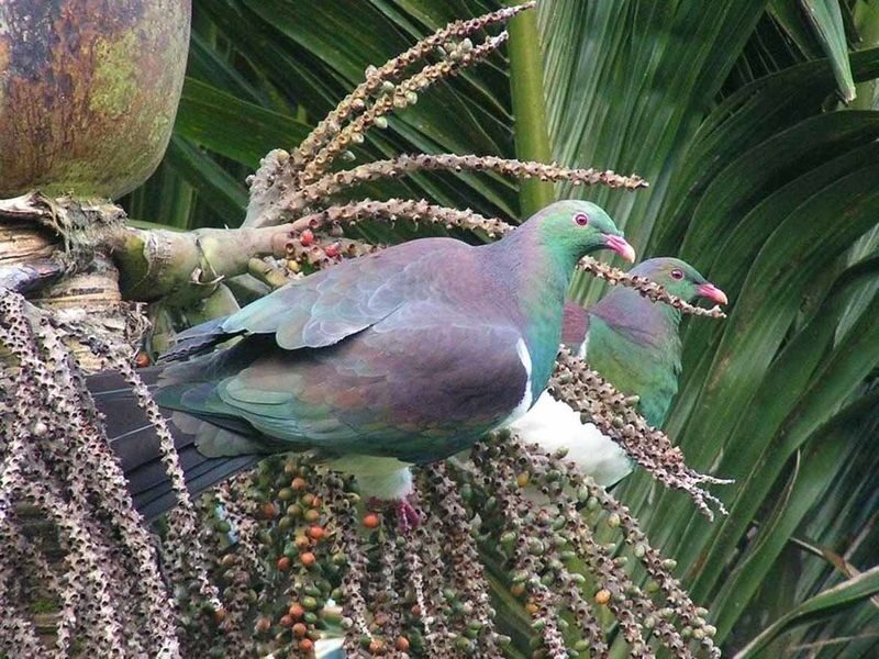 Auckland Coast and Rainforest Day Tour - City Views, Then the Tasman Sea