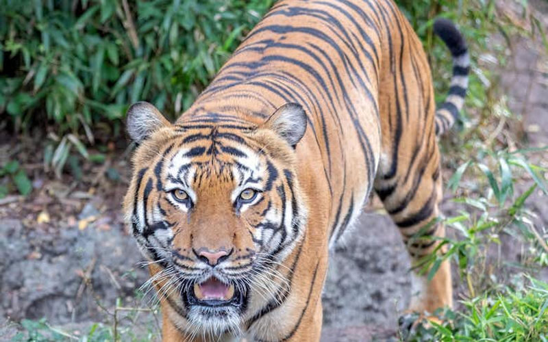 Audubon Zoo Ticket - Louisiana wildlife at the swamp exhibit