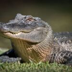 Australia Zoo Transfer and Entry Adventure - Six hours to make your own zoo route