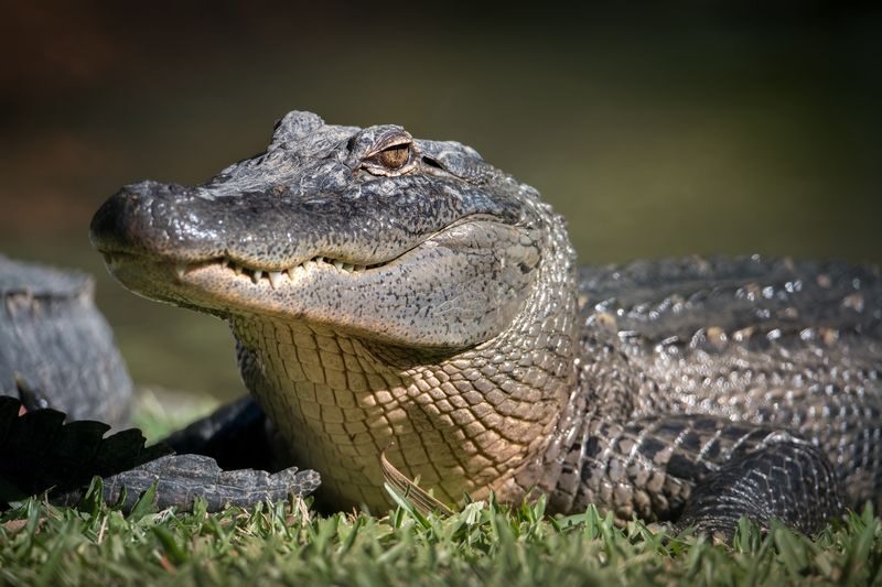 Australia Zoo Transfer and Entry Adventure - Six hours to make your own zoo route