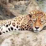 Avilon Zoo Ticket in Rizal - Wildlife encounters, from crocodiles to Philippine birds