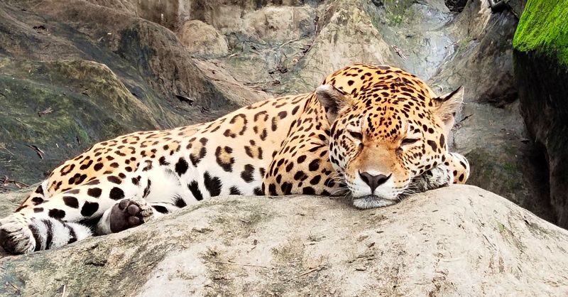 Avilon Zoo Ticket in Rizal - Wildlife encounters, from crocodiles to Philippine birds
