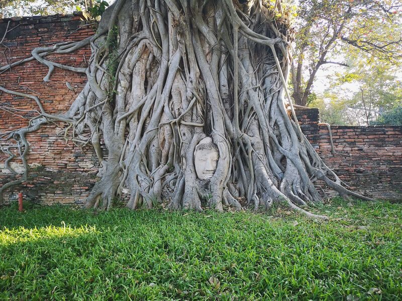 Ayutthaya Heritage Half-Day Tour + Elephant Cafe Stop (JP Guide) - Choose the elephant cafe or the floating market