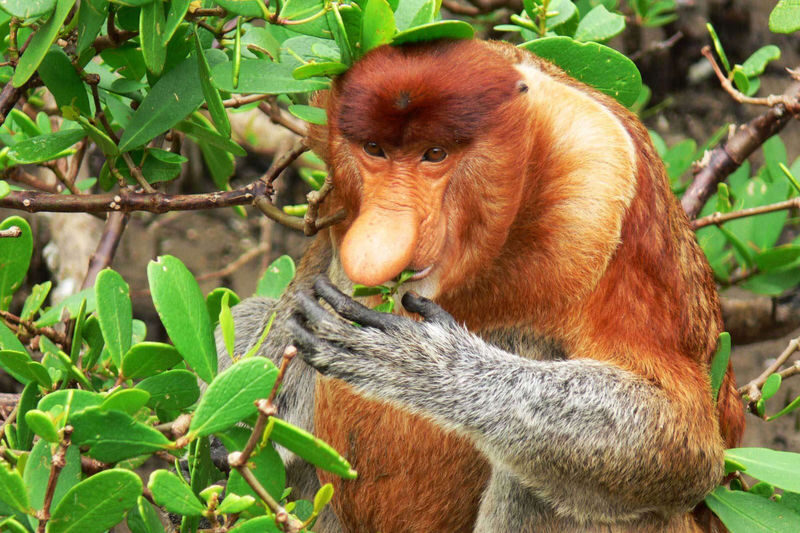Bako National Park Day Tour in Kuching - Trails where the guide earns their keep