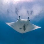 Bali: Full-Day Private Yacht - Snorkel Manta, Land Tour & Beach Club - The morning crossing and Manta Point