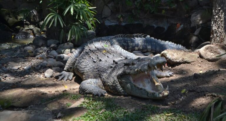 Bali Reptile Park Ticket - Why the guide can change the visit