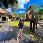 Bali Safari Park Ticket - The Night Safari: tram, walk, and close encounters