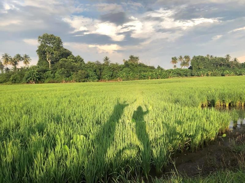 Balik Pulau Cyling Tour with Local Villages Visit in Penang - Riding through fields, farms and village lanes