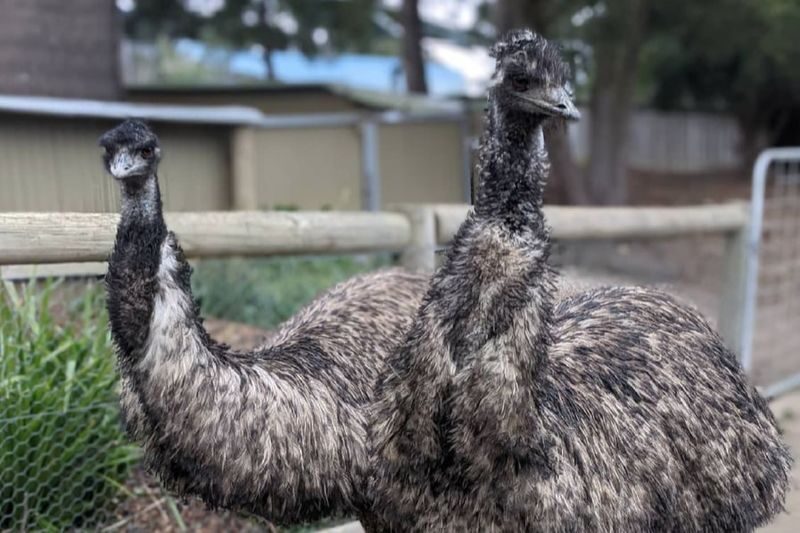 Ballarat Wildlife Park General Ticket - Koalas, wombats and Kai the tiger