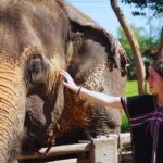 Bangkok Elephant Care Program at Bangkok Elephant Park - First, learn how elephants behave