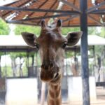 Bangkok Sri Ayutthaya Lion Park Full-Day Wildlife Tour - The ride from Bangkok to Tha Ruea District