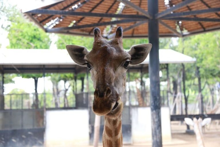 Bangkok Sri Ayutthaya Lion Park Full-Day Wildlife Tour - The ride from Bangkok to Tha Ruea District