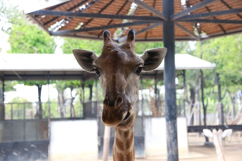 Bangkok Sri Ayutthaya Lion Park Full-Day Wildlife Tour - The ride from Bangkok to Tha Ruea District