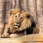 Barcelona Zoo Ticket - Shaded paths, picnic breaks, and playtime