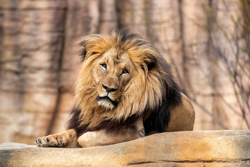 Barcelona Zoo Ticket - Shaded paths, picnic breaks, and playtime