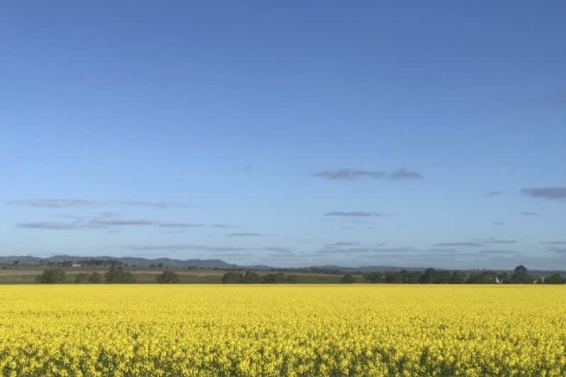 Barossa Valley Full-Day Wine Tasting Tour - Lyndoch, Tanunda, and Nuriootpa add local character