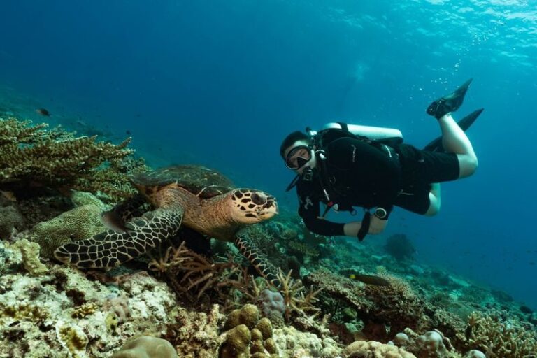 Basic Diving for Beginners - From the briefing to the shallow-water practice