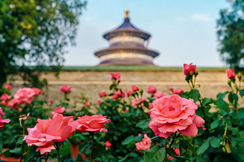 Beijing Temple of Heaven Half-Day Guided Tour - The guide makes the difference