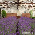 Biei, Furano Lavender, Ningle Terrace & Melon Buffet Bus Tour - From the Sunagawa rest stop to Ferme La Terre Biei