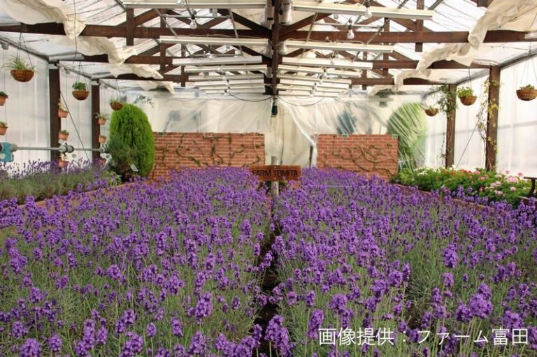 Biei, Furano Lavender, Ningle Terrace & Melon Buffet Bus Tour - From the Sunagawa rest stop to Ferme La Terre Biei