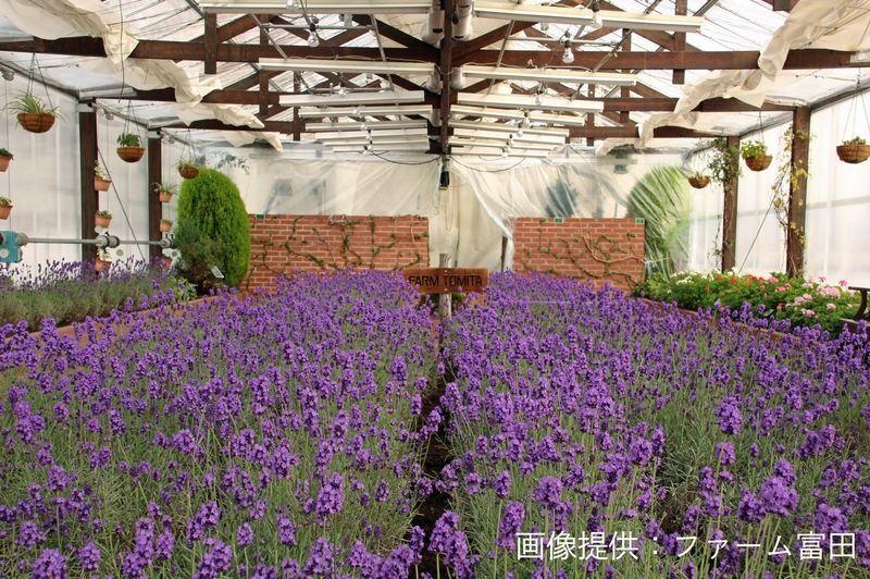 Biei, Furano Lavender, Ningle Terrace & Melon Buffet Bus Tour - From the Sunagawa rest stop to Ferme La Terre Biei