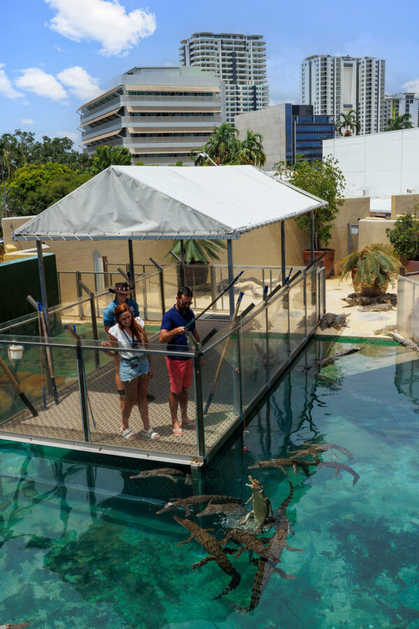 Big Croc Feeding and Guided Tour in Darwin - VIP access beyond the feeding platform