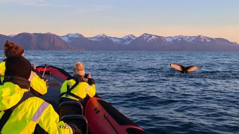 Big whales and puffins boat tour in Husavik - The two-hour route, from harbor to bay