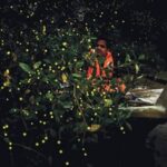 Bintan Fireflies Tour by Taxi Bintan Island - From hotel or ferry terminal to the jetty