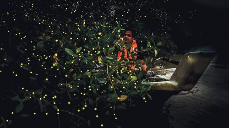 Bintan Fireflies Tour by Taxi Bintan Island - From hotel or ferry terminal to the jetty