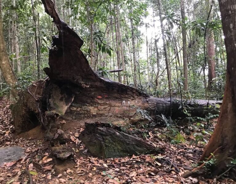Bintan Hiking Challenge with Lunch - Guides help with both footing and confidence