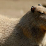 Bioparco di Roma Zoological Garden Ticket - What to expect from the animal collection