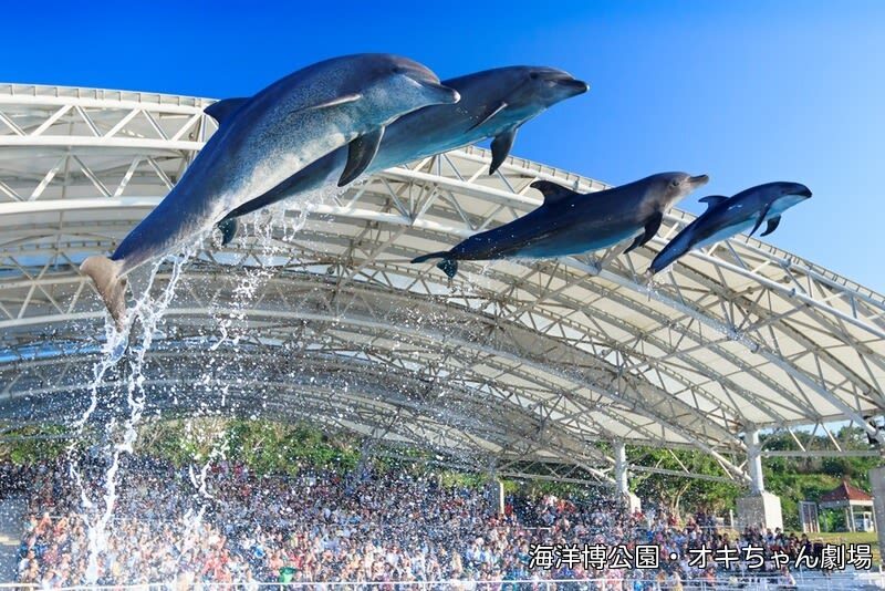 Blue Cave Diving/Snorkeling & Churaumi Aquarium Ticket in Okinawa - Getting ready at Summer Resort Okinawa