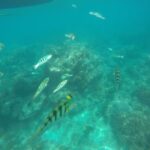 Blue Lagoon and Tanjung Jepun Snorkeling in Padang Bai Bali - Blue Lagoon: your first look underwater